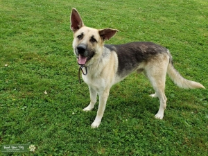 AKC Black and Silver German Shepherd Stud Listing Image