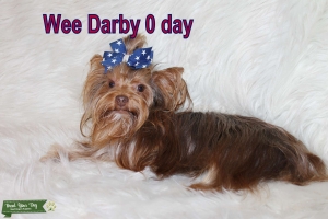 chocolate yorkie male  Listing Image