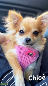 Pomchi female  Listing Image