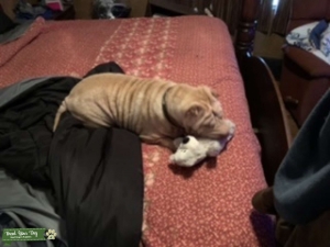 Breed female Shar Pei to male Listing Image