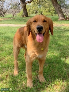 PROVEN GOLDEN RETREIVER STUD  Listing Image