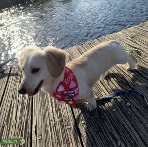 Miniature Dachshund Stud Listing Image