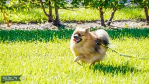 Gorgeous Merle Pom Listing Image