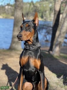 AKC European Doberman Stud Listing Image