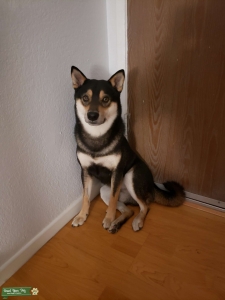 Black/White/Tan Shiba Inu Listing Image