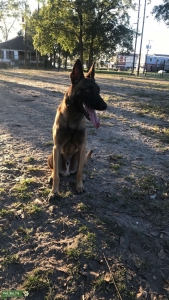 Intelligent Malinois Stud to Mate Listing Image