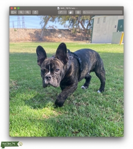 Handsome tiger brindle Frenchie in SoCal Listing Image