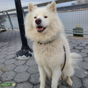 Samoyed looking to be a daddy for the first time. Listing Image