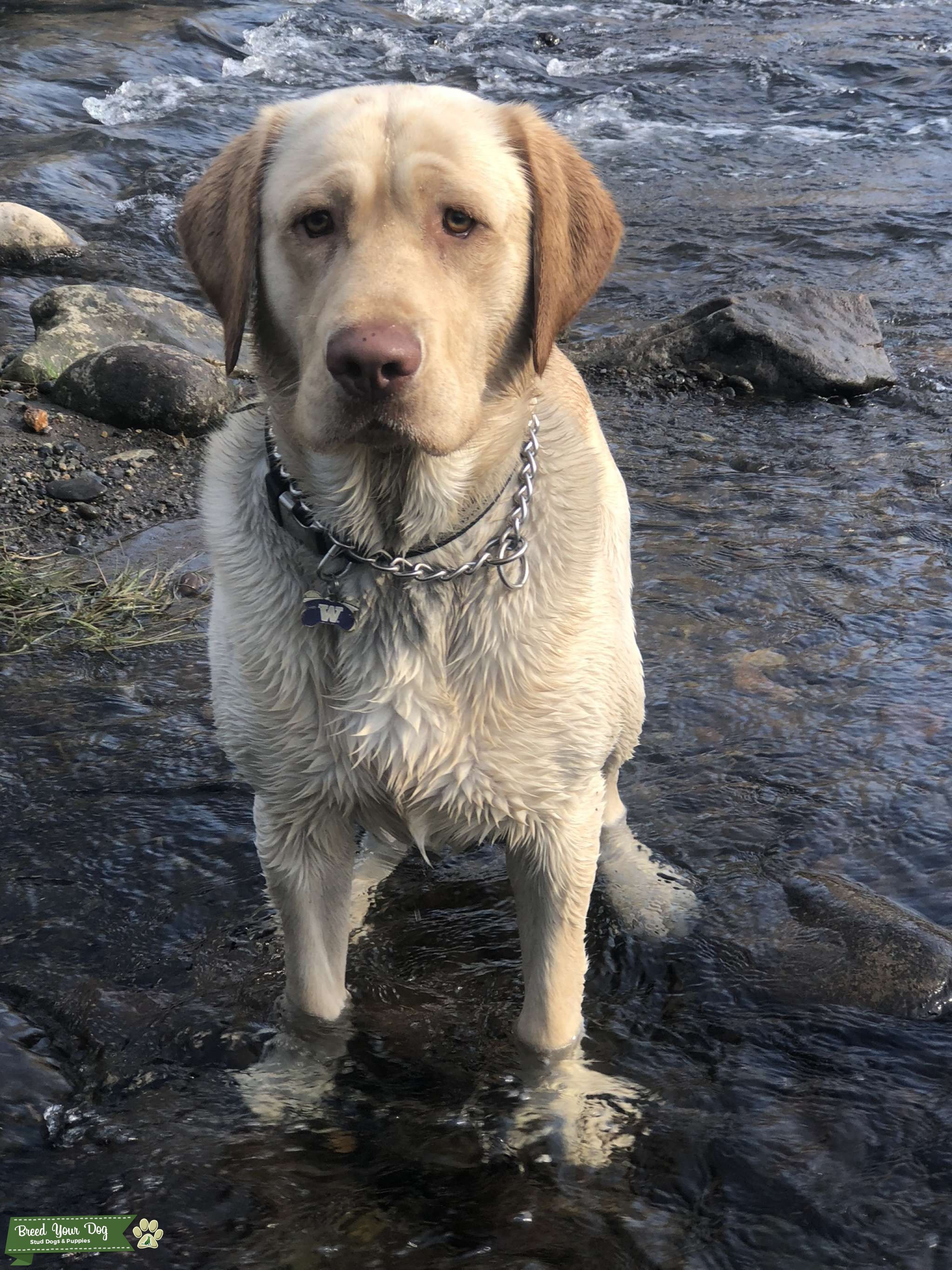 AKC Yellow Lab Stud Dog in Washington , the United States Breed