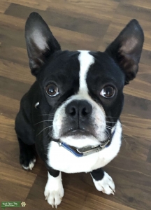 Handsome Gentleman in Indy Listing Image