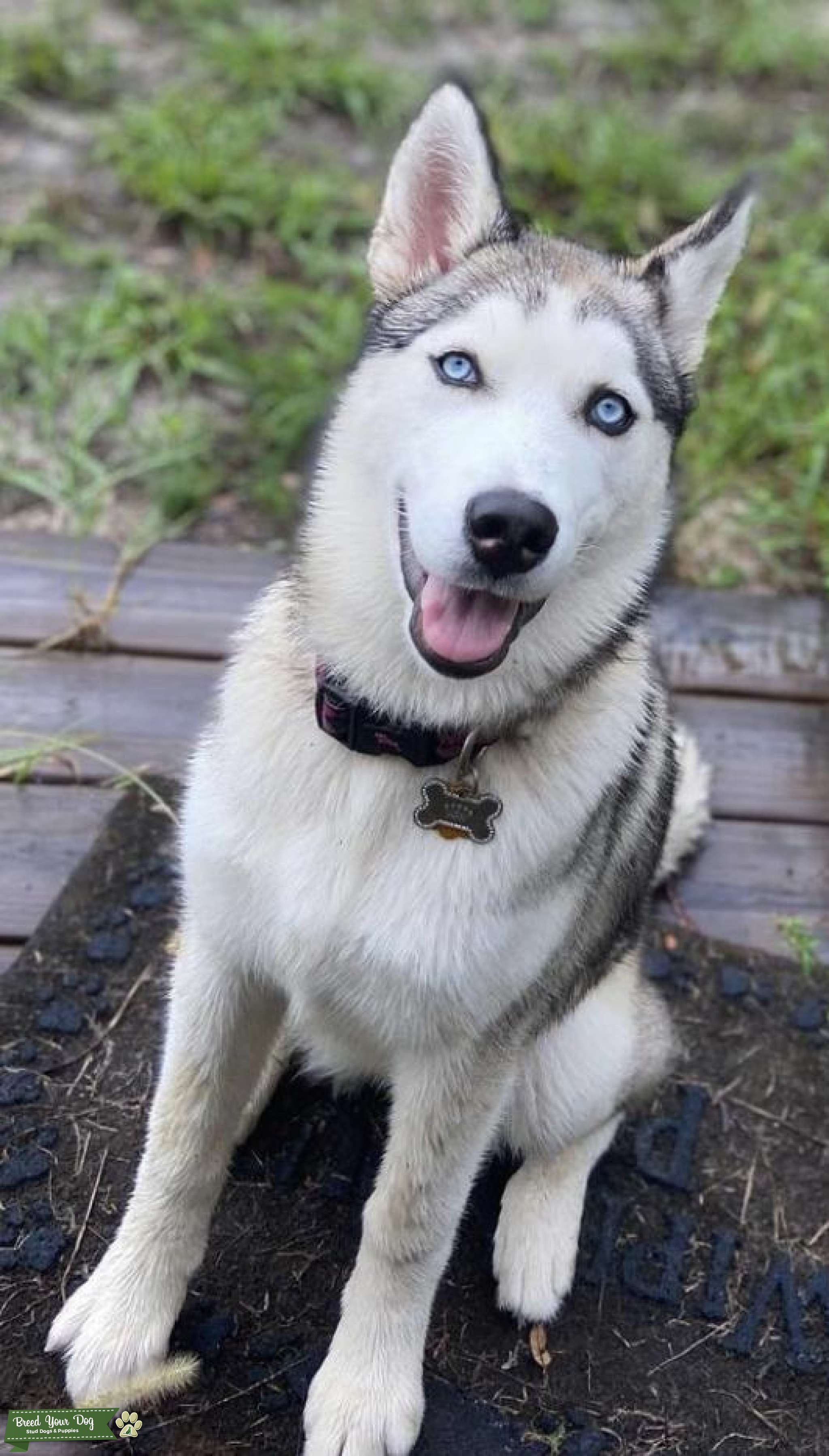 CKC Registered Female Stud Dog in florida, Australia Breed Your Dog