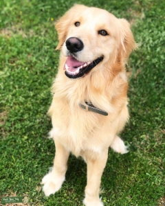 Golden Retriever male for breeding Listing Image