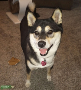Black &white Sheba Inu Listing Image