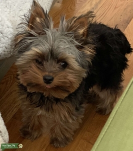 Teacup Male Yorkie looking for a mate Listing Image