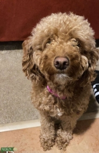 Mini Golden doodle looking for love  Listing Image