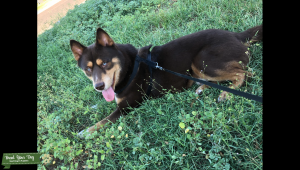 Brown Rottsky (Rottweiler and husky mix) Listing Image
