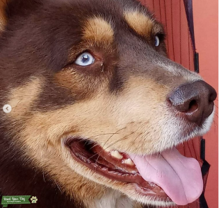 Brown Rottsky (Rottweiler and husky mix) - Stud Dog in Phoenix, Arizona ...