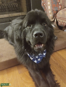 Newfoundland Stud Listing Image