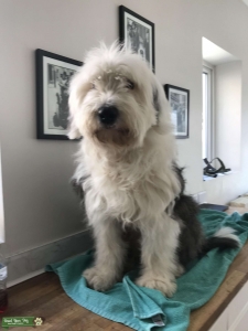 Old English Sheepdog Stud required Listing Image