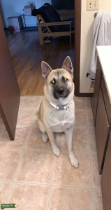 Tan, White and Grey American Akita Listing Image