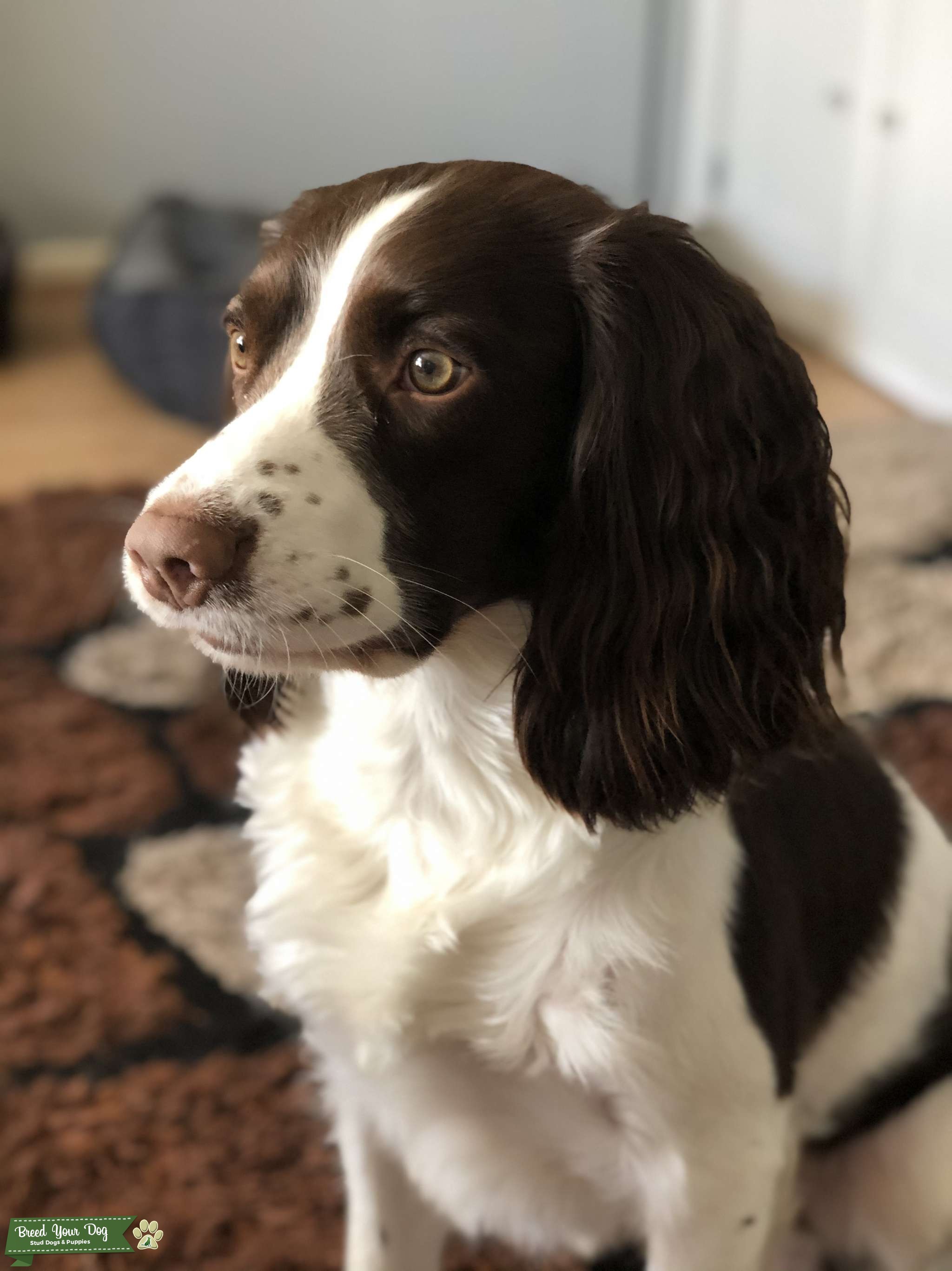 liver-and-white-stud-dog-in-wigan-the-united-states-breed-your-dog