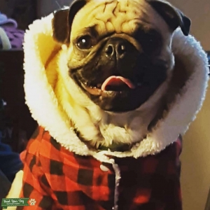 Sweet Male Pug. Purebred. CKC certified  Listing Image