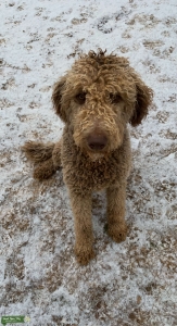 Chocolate GoldenDoodle Listing Image
