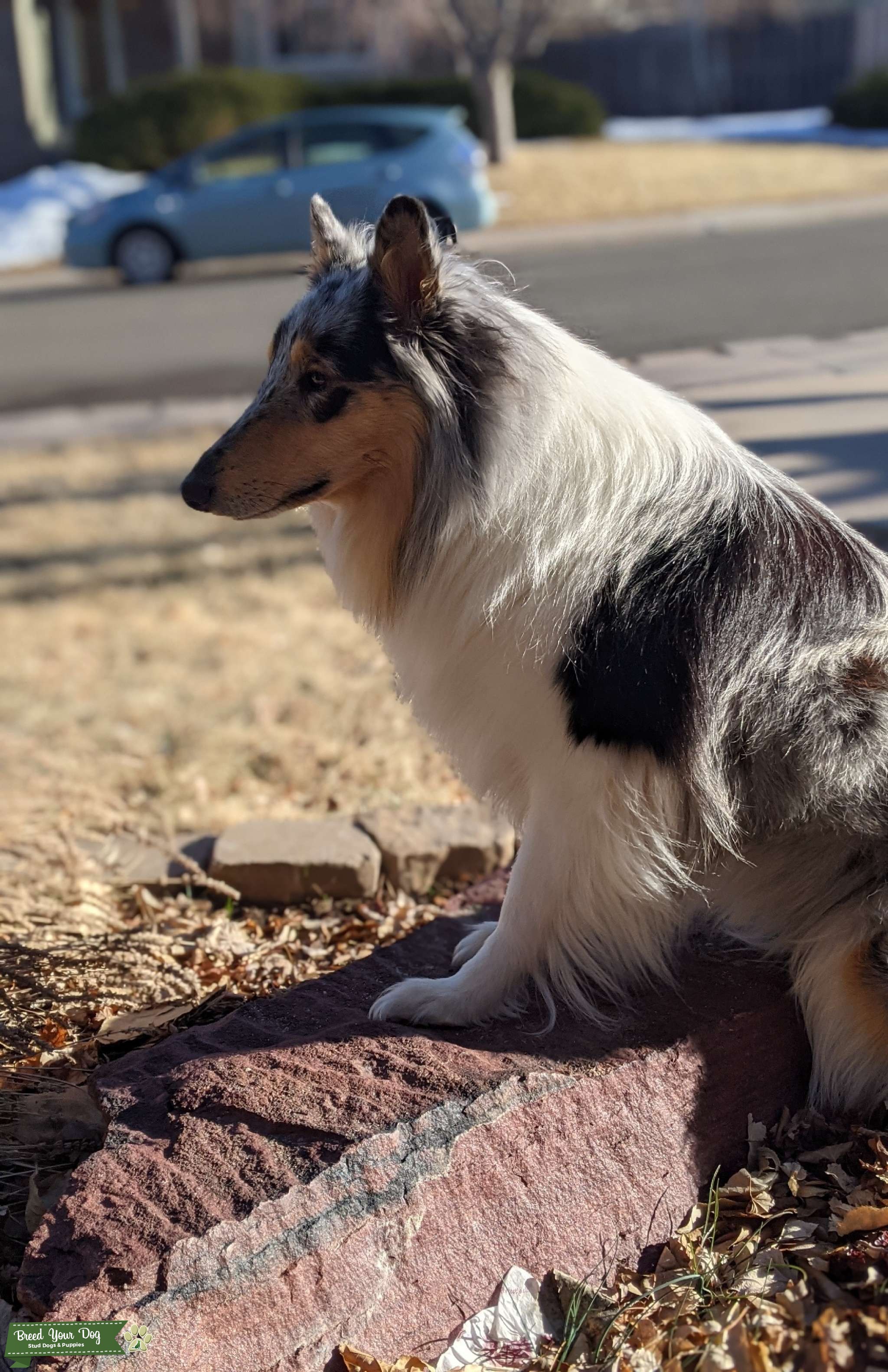 Great temperament and health tested Stud Dog in Colorado, the United