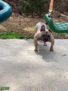 MALE FRENCHIE FOR STUD SERVICES Listing Image