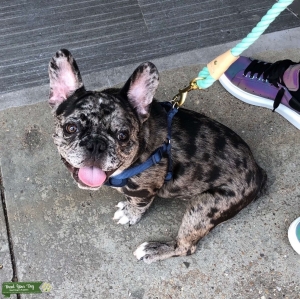 Blue Merle French Bulldog Listing Image