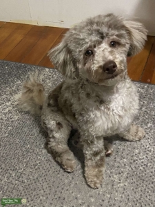 Brown Merle miniature poodle stud Listing Image