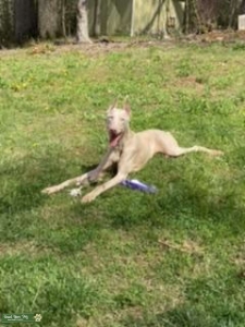 Albino Doberman Listing Image