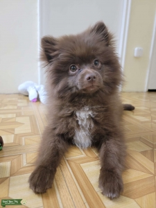 Wonderful Brown Pomeranian looking for a girlfriend  Listing Image