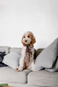 Multi-Doodle Listing Image