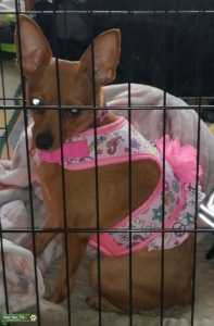 Tan Chihuahua Listing Image