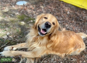 A Good Boy looking for a Good Girl  Listing Image