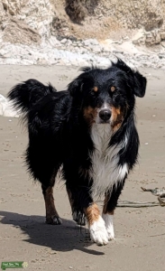 Perfect Tri-Color Male looking for similar mate Listing Image