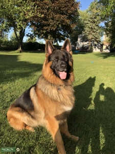 AKC 3 Y/O Stud Listing Image