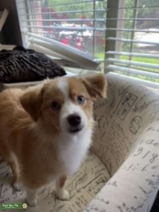 Mini Aussie - non registered Listing Image