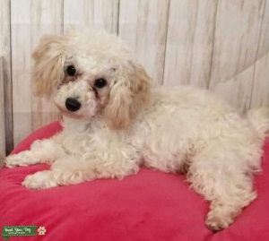 Ckc male toy poodle Listing Image