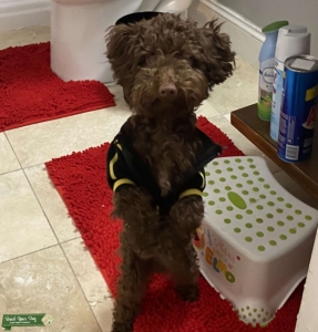 Brown Toy Poodle  Listing Image