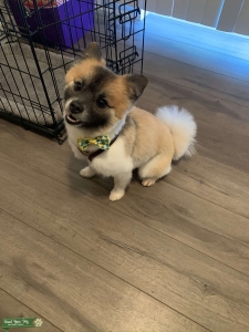 Pure Bred Pomeranian  Listing Image