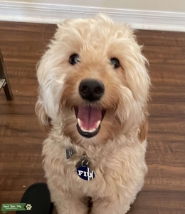 Male Mini Goldendoodle  Listing Image