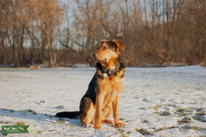 Bernese/Shepard Mix Listing Image