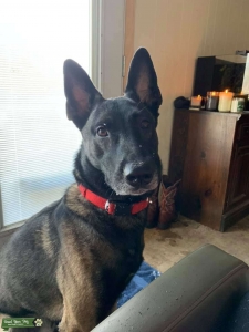 Malinois looking for GF Listing Image