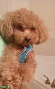 Red Male Toy Poodle Looking For Mate Listing Image