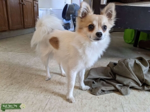 INTELLIGENT POM-CHI Listing Image