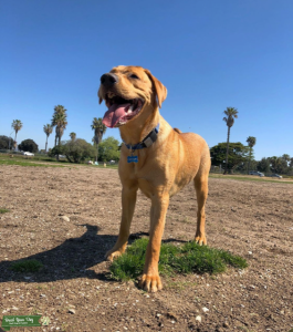 Red Fox Lab looking for a partner starting in August Listing Image