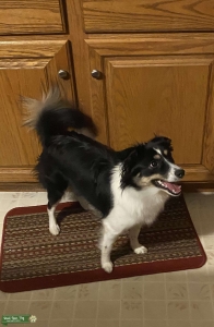 Looking to breed border collie  Listing Image