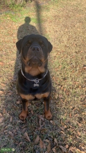 Male Rottweiler for Stud! Looking for female in heat!! Listing Image